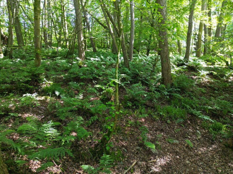 Glenbarr woodland