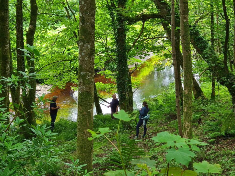 Community activity in woodland